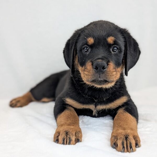 [#252254-02]  - Black / Tan M Rottweiler Puppies For Sale