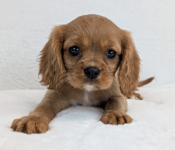 [#252335-04]  - Ruby F Cavalier King Charles Spaniel Puppies For Sale