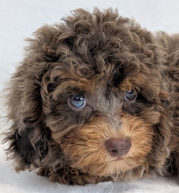 [#252237-01]  - Chocolate Merle M Cavapoo Puppies For Sale