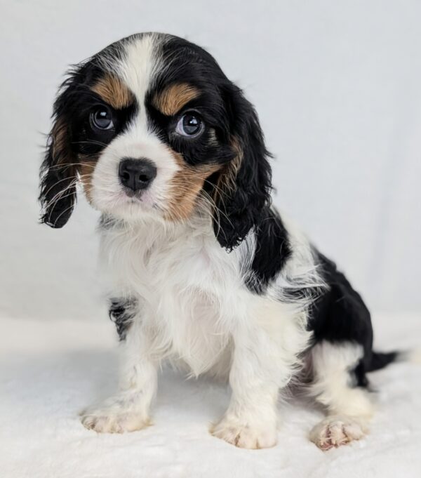 [#252410-02]  - Black White / Tan M Cavalier King Charles Spaniel Puppies For Sale