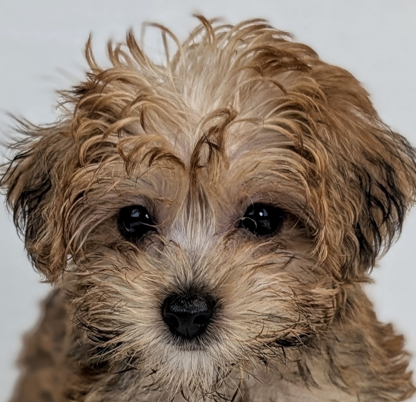Yorkiepoo Puppy Brown ID: 31520 Located at Petland Racine, Wisconsin