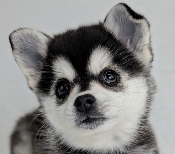 [#252220-02]  - Black / Tan F Alaskan Klee Kai Puppies For Sale
