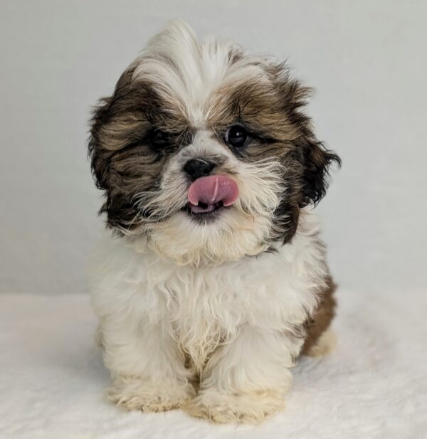[#252285-03]  - Brown / White M Shih Tzu Puppies For Sale