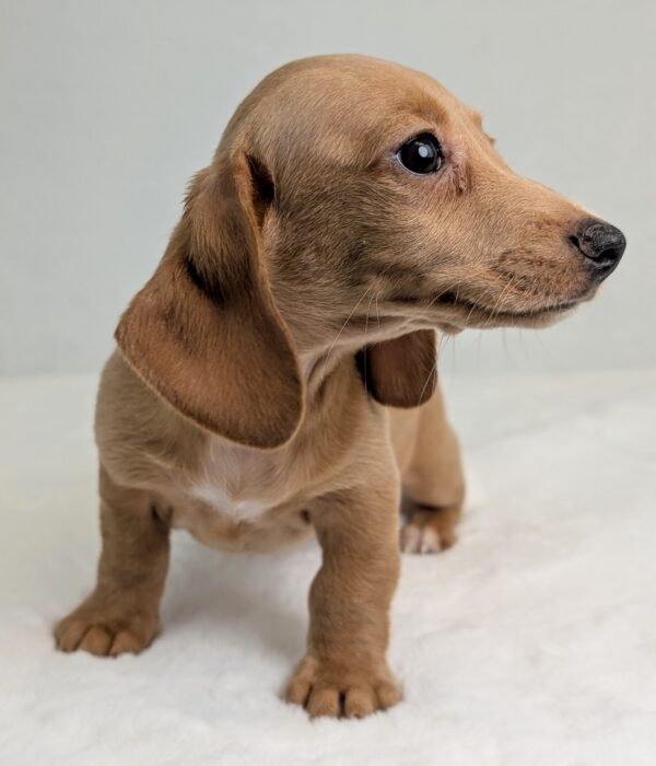 [#252301-01]  - Cream M Dachshund Puppies For Sale
