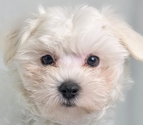[#252360-02]  - White M Maltipoo Puppies For Sale