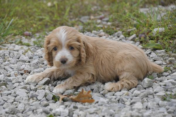 [#252439-03]  - Buff F Cocker Spaniel Puppies For Sale