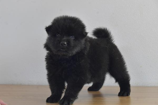 [#252538-02]  - Black M Chow Chow Puppies For Sale