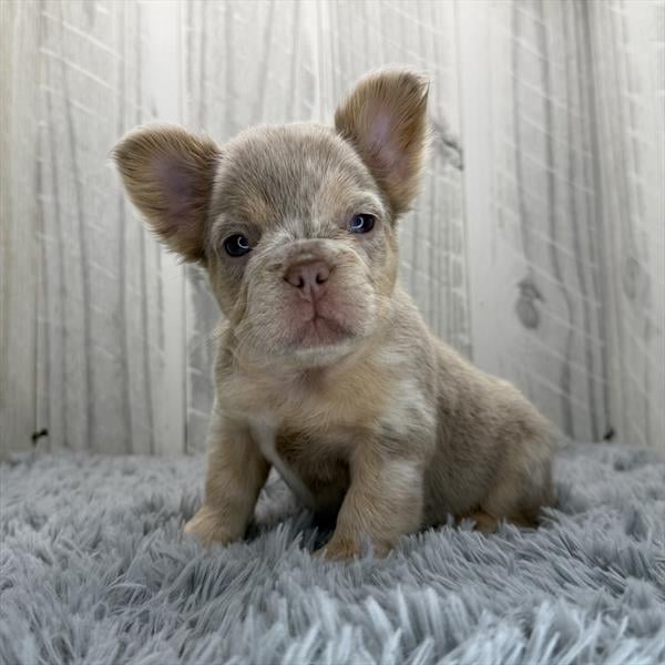 [#252308-08]  - Blue Merle F French Bulldog Puppies For Sale