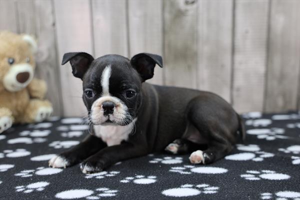 [#252504-03]  - Black / White F Boston Terrier Puppies For Sale