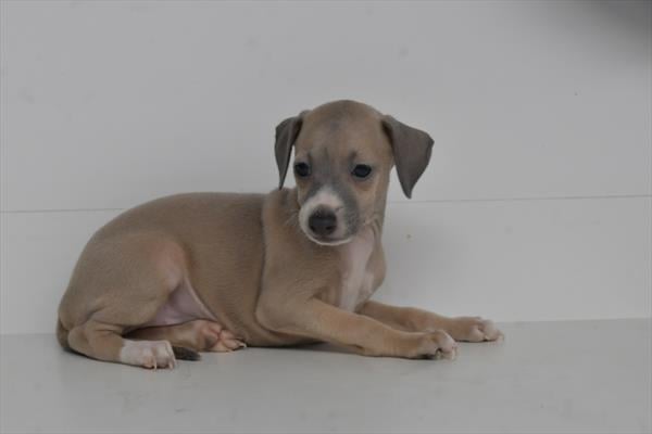 [#252539-03]  - Fawn F Italian Greyhound Puppies For Sale