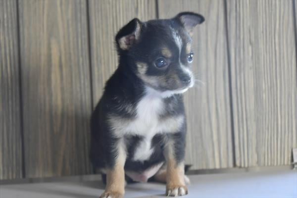 [#252540-02]  - Black / Tan M Chihuahua Puppies For Sale