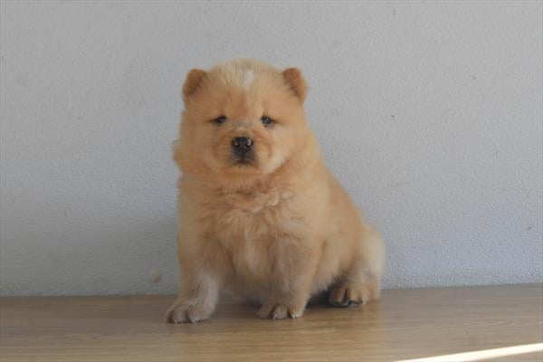 [#252808-02]  - Cream M Chow Chow Puppies For Sale