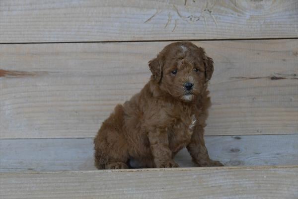 [#252615-07]  - Red F Goldendoodle Mini 2nd Gen Puppies For Sale
