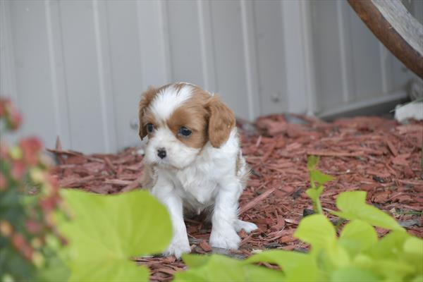 [#252590-04]  - Blenheim F Cavalier King Charles Spaniel Puppies For Sale
