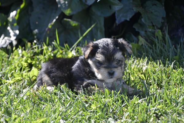 [#252554-01]  - Black / Tan M Morkie Puppies For Sale