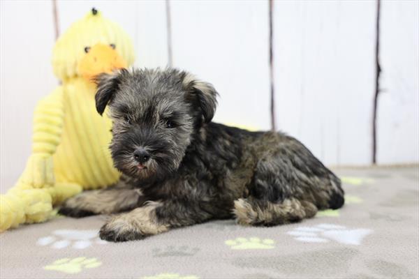 [#252510-01]  - Black / Silver M Miniature Schnauzer Puppies For Sale