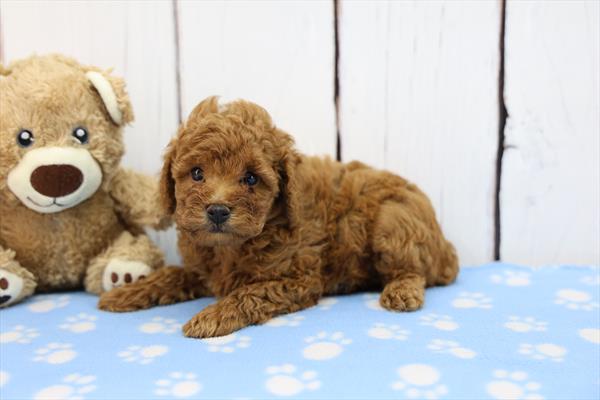 [#252741-02]  - Red M Poodle Puppies For Sale