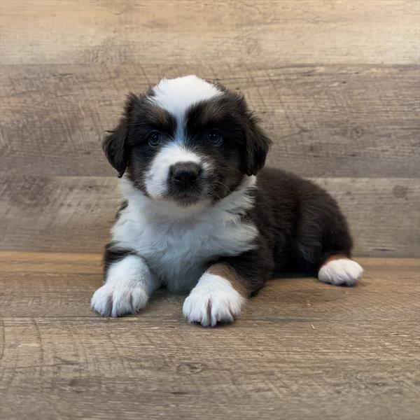 [#252897-01]  - Black M Australian Shepherd Puppies For Sale