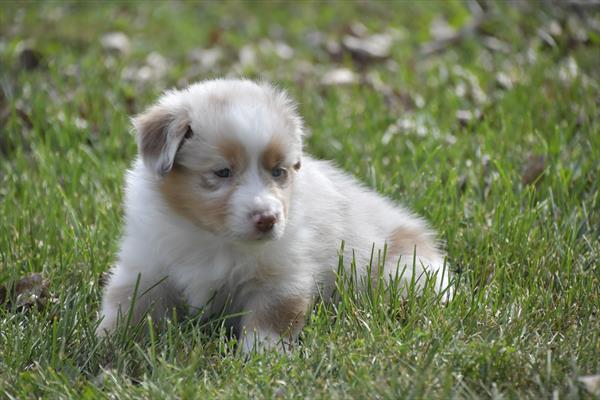 [#252605-04]  - Red Merle F Miniature American Shepherd Puppies For Sale