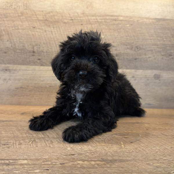 [#252503-02]  - Black / White M Schnoodle Puppies For Sale