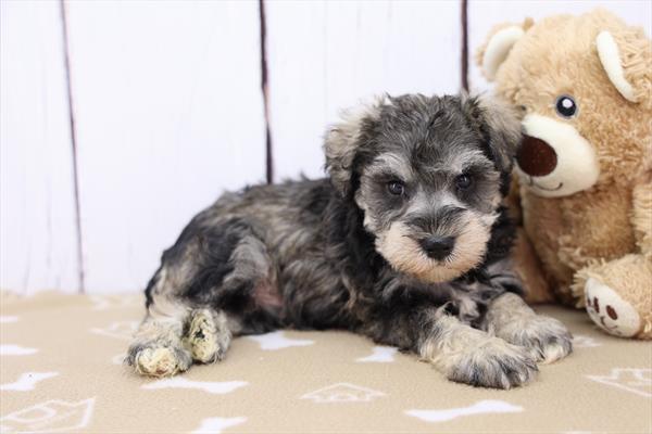 [#252577-05]  - Salt / Pepper M Miniature Schnauzer Puppies For Sale