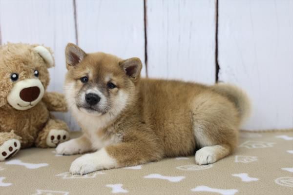 [#252639-01]  - Red M Shiba Inu Puppies For Sale