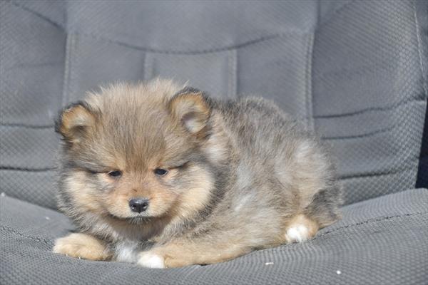 [#252562-02]  - Sable F Pomeranian Puppies For Sale