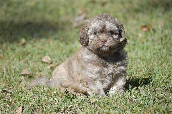 [#252665-04]  - Brown F ShihPoo Puppies For Sale