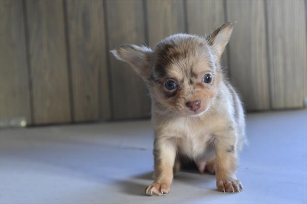 [#252694-03]  - Chocolate Merle / Tan M Chihuahua Puppies For Sale
