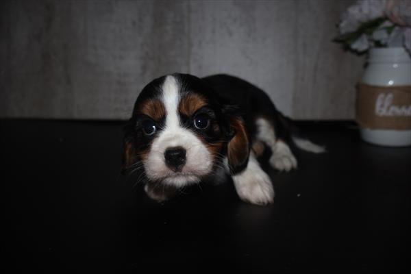 [#252602-01]  - Tri-Colored M Cavalier King Charles Spaniel Puppies For Sale