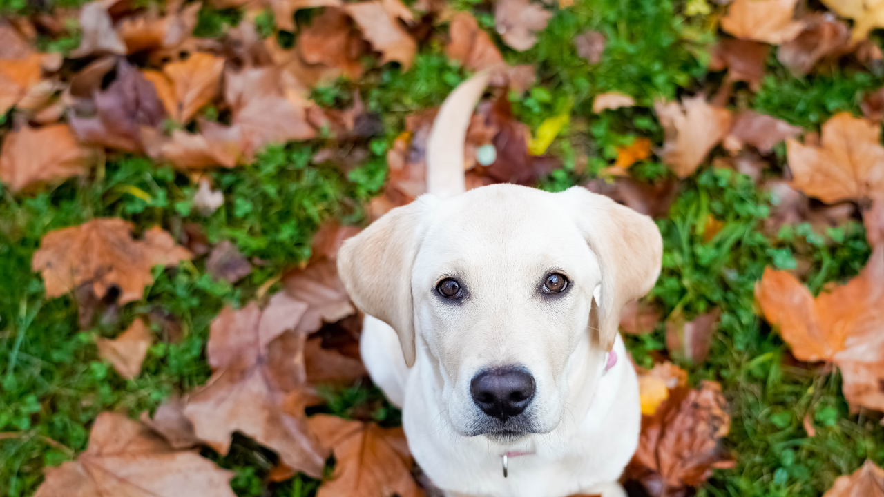 Discover Your Ideal Puppy Match at Petland Racine and Milwaukee! banner