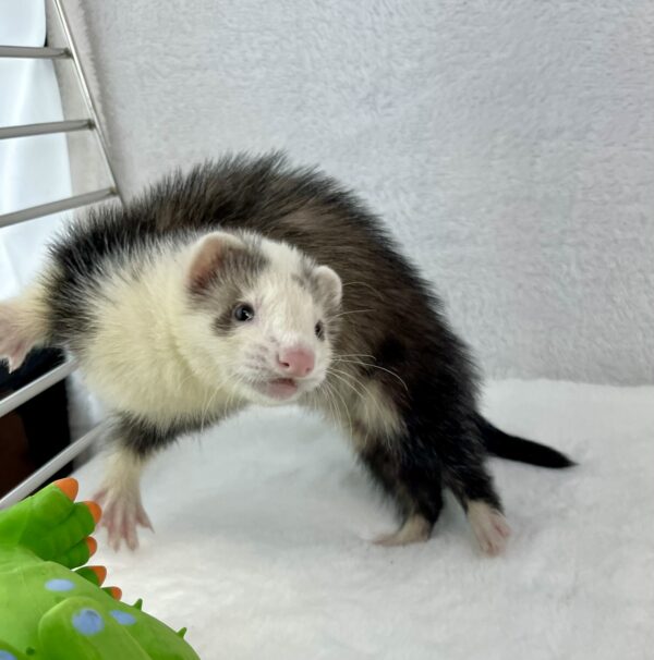 Ferrets ferret ID: 31589 Located at Petland Racine, Wisconsin - Main Image