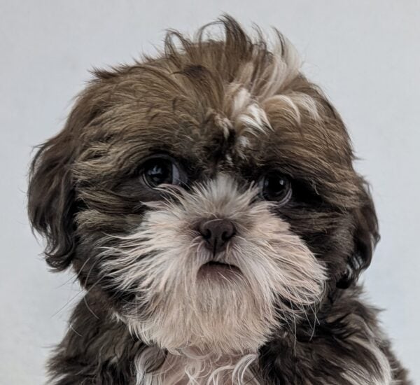 [#252400-02]  - Chocolate M Shih Tzu Puppies For Sale