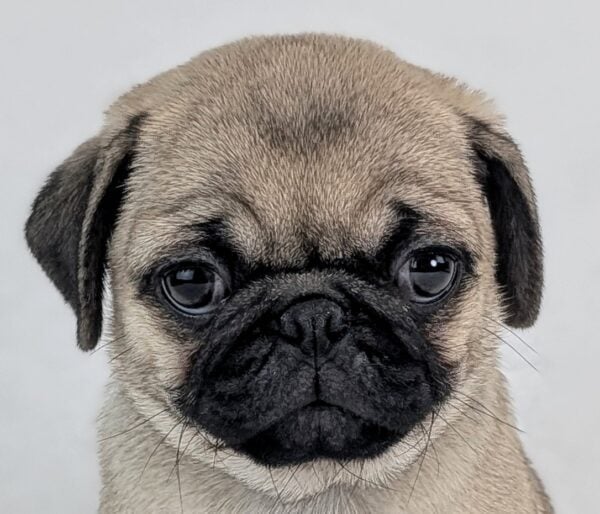 [#252532-03]  - Fawn F Pug Puppies For Sale