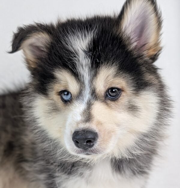 [#252391-03]  - Gray / White M Pomsky Puppies For Sale