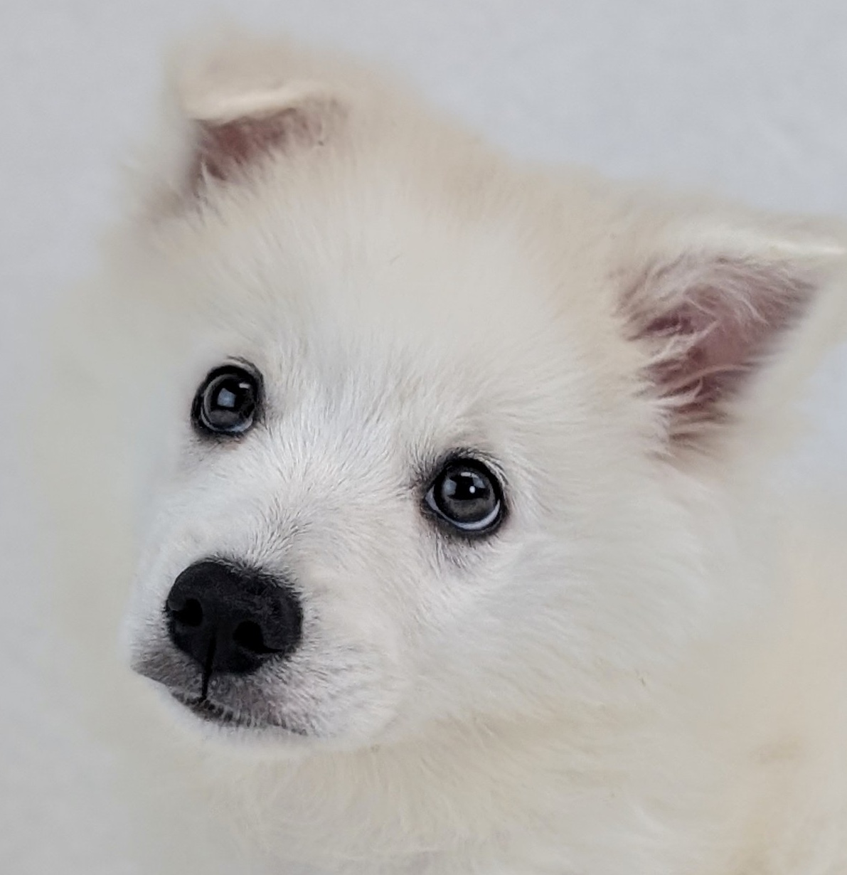 American Eskimo Dog Puppy White ID: 31549 Located at Petland