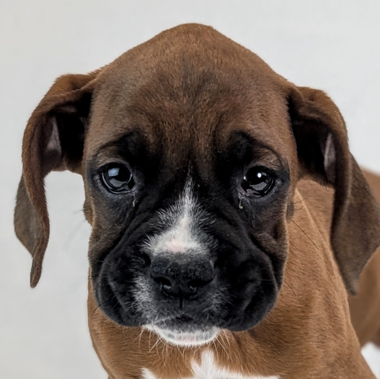 Boxer Puppy Mahogany ID: 31548 Located at Petland Racine, Wisconsin
