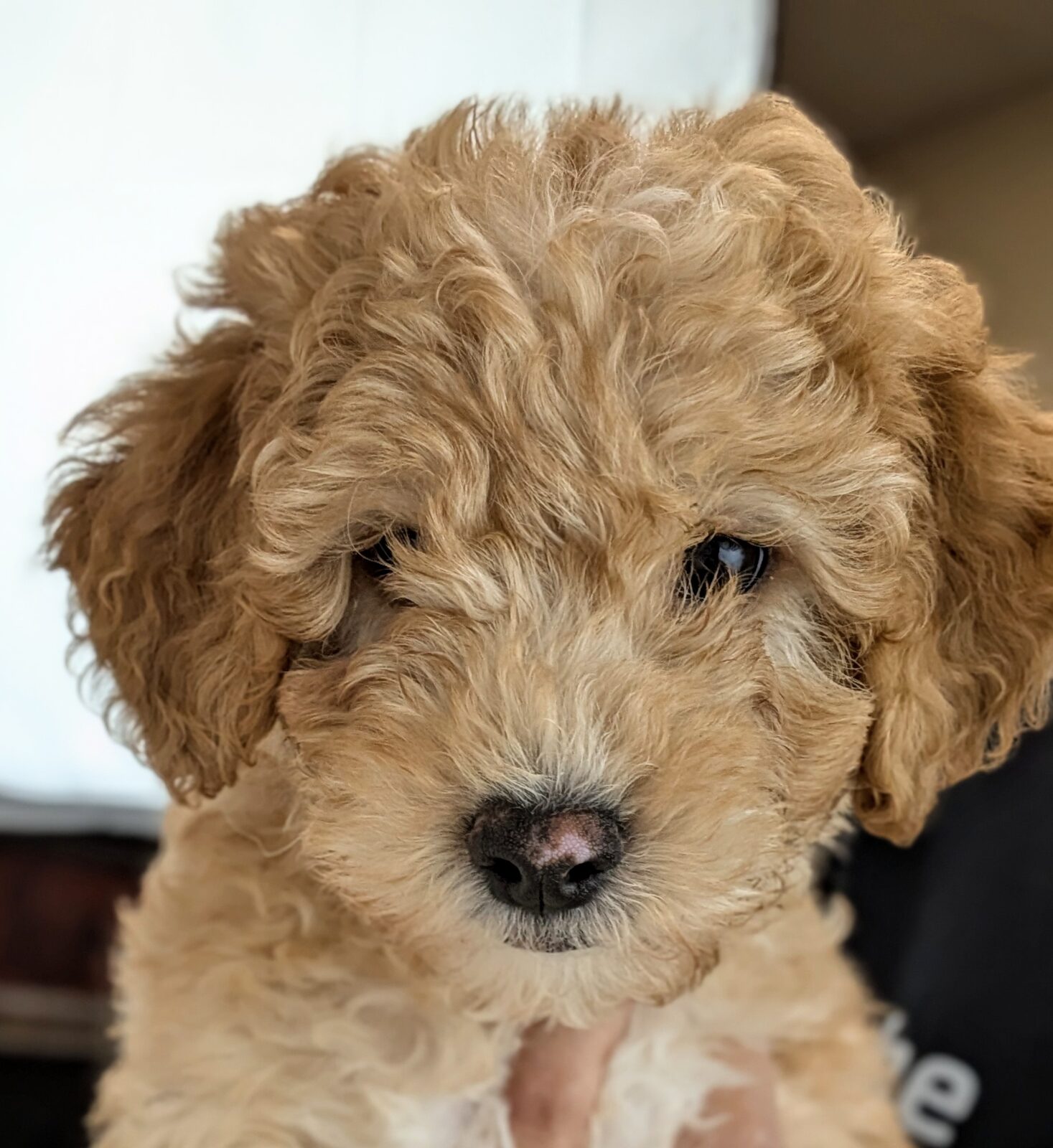 Goldendoodle Mini Puppy RED ID: 31547 Located at Petland Racine