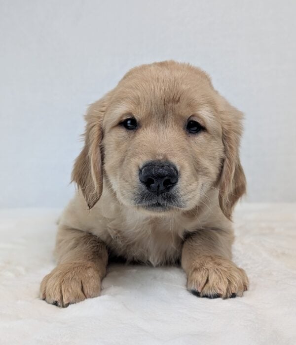 [#252754-01]  - Light Golden M Golden Retriever Puppies For Sale