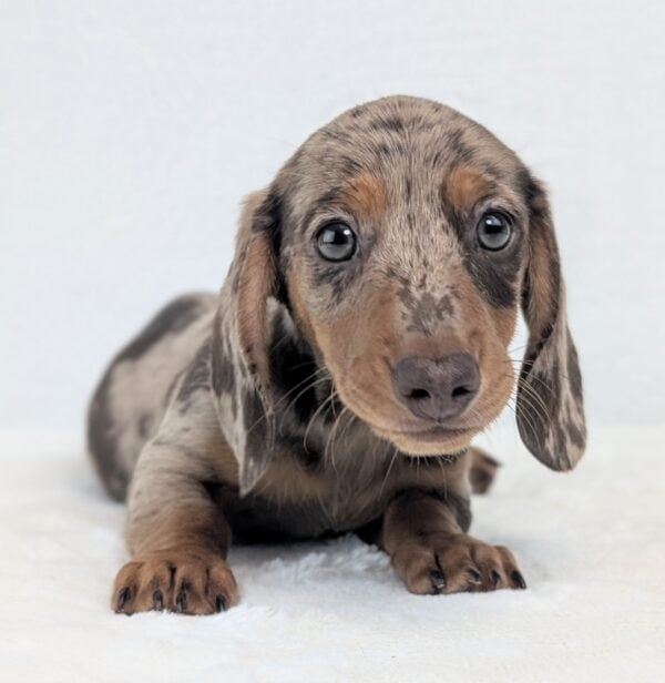 [#252552-01]  - Chocolate M Dachshund Puppies For Sale