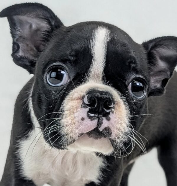 [#252504-03]  - Black / White F Boston Terrier Puppies For Sale