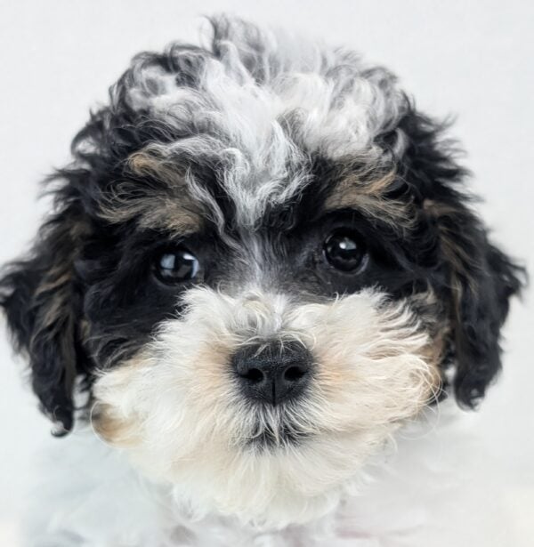[#252471-04]  - Black White / Tan F Poodle Puppies For Sale