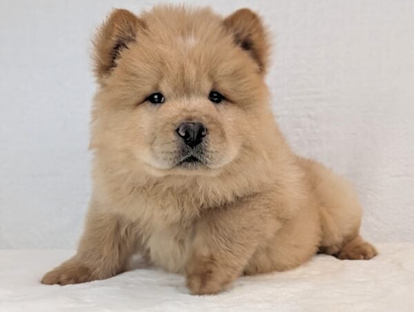 [#252808-02]  - Cream M Chow Chow Puppies For Sale