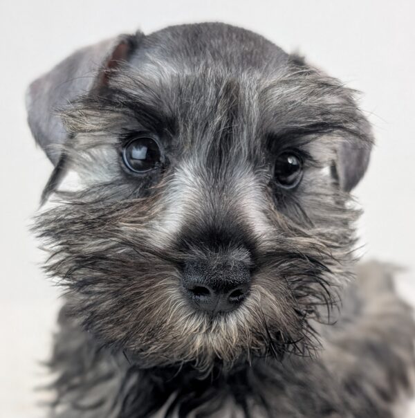 [#252510-01]  - Black / Silver M Miniature Schnauzer Puppies For Sale