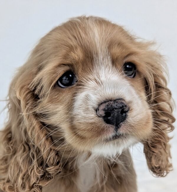 [#252439-03]  - Buff F Cocker Spaniel Puppies For Sale