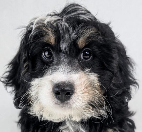 [#252407-01]  - Blue Tan / White M Bernedoodle Mini Puppies For Sale