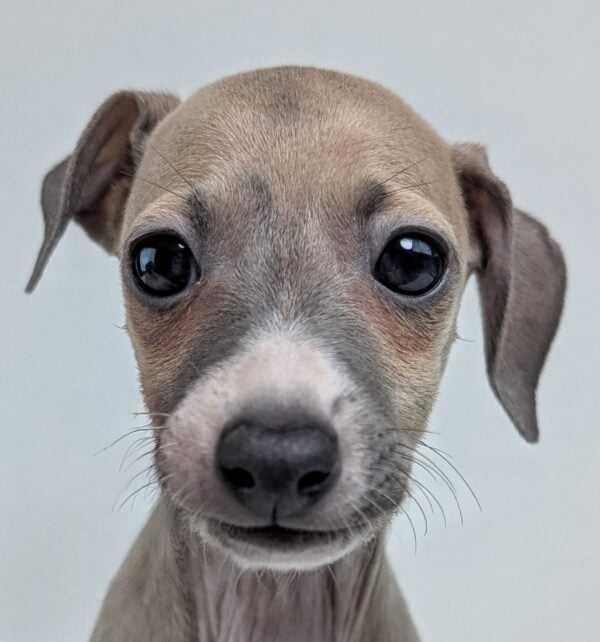[#252539-03]  - Fawn F Italian Greyhound Puppies For Sale