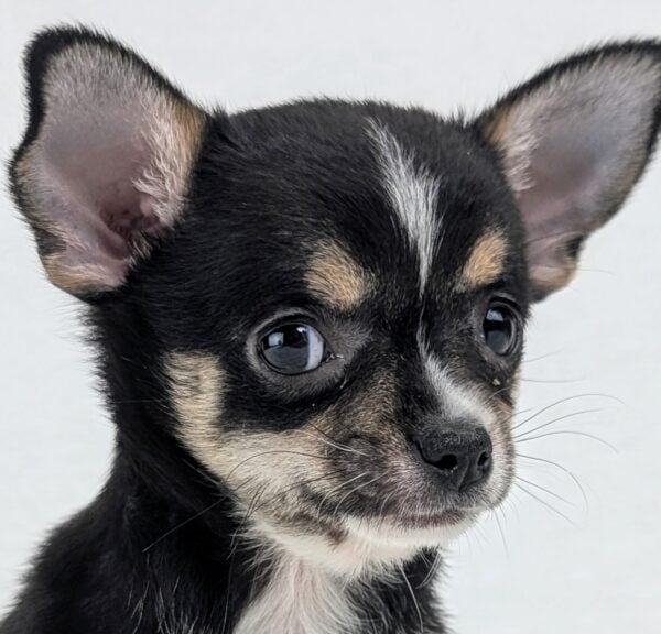 [#252540-02]  - Black / Tan M Chihuahua Puppies For Sale