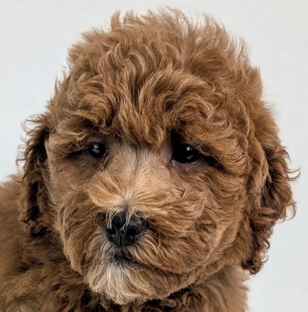 [#252615-07]  - Red F Goldendoodle Mini 2nd Gen Puppies For Sale