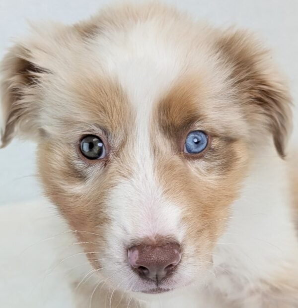 [#252605-04]  - Red Merle F Miniature American Shepherd Puppies For Sale